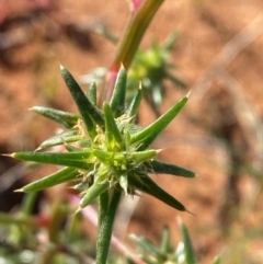 Salsola australis at Mutawintji, NSW - 27 Jun 2024