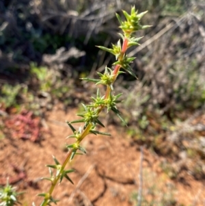 Salsola australis at Mutawintji, NSW - 27 Jun 2024