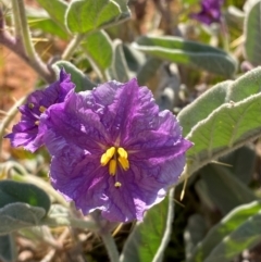 Solanum lithophilum (Velvet Potato-Bush) at Mutawintji, NSW - 27 Jun 2024 by Tapirlord