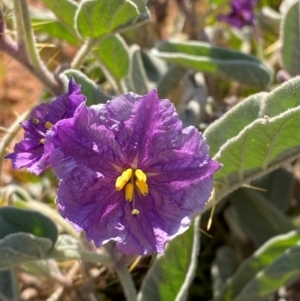 Solanum lithophilum at Mutawintji, NSW - 27 Jun 2024