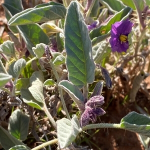 Solanum lithophilum at Mutawintji, NSW - 27 Jun 2024