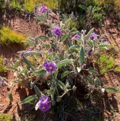 Solanum lithophilum at Mutawintji, NSW - 27 Jun 2024 09:39 AM