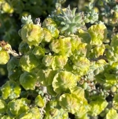 Maireana pyramidata (Sago Bush) at Mutawintji, NSW - 27 Jun 2024 by Tapirlord