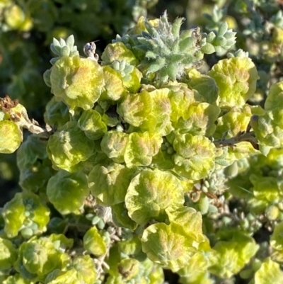 Maireana pyramidata (Sago Bush) at Mutawintji, NSW - 26 Jun 2024 by Tapirlord