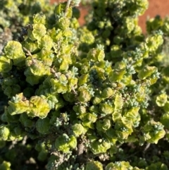 Maireana pyramidata at suppressed - 27 Jun 2024 09:38 AM