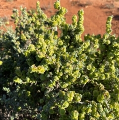 Maireana pyramidata at suppressed - 27 Jun 2024 09:38 AM