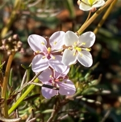 Arabidella trisecta (Shrubby Cress) at Mutawintji, NSW - 27 Jun 2024 by Tapirlord