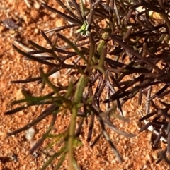 Arabidella trisecta at Mutawintji, NSW - 27 Jun 2024