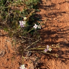 Arabidella trisecta at Mutawintji, NSW - 27 Jun 2024