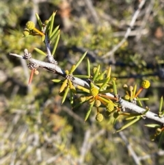 Acacia tetragonophylla (Dead Finish, Kurara) at Mutawintji, NSW - 26 Jun 2024 by Tapirlord