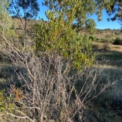 Acacia tetragonophylla at Mutawintji, NSW - 27 Jun 2024 09:36 AM