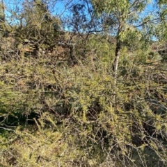 Acacia tetragonophylla at Mutawintji, NSW - 27 Jun 2024