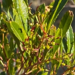 Dodonaea viscosa subsp. spatulata (Broad-leaved Hop Bush) at Mutawintji, NSW - 26 Jun 2024 by Tapirlord