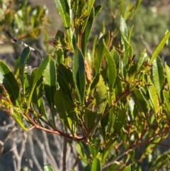 Dodonaea viscosa subsp. spatulata at Mutawintji, NSW - 27 Jun 2024 09:36 AM