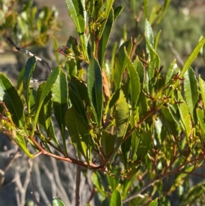 Dodonaea viscosa subsp. spatulata at Mutawintji, NSW - 27 Jun 2024 09:36 AM