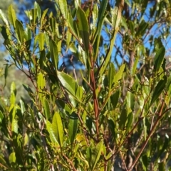 Dodonaea viscosa subsp. spatulata at Mutawintji, NSW - 27 Jun 2024 09:36 AM