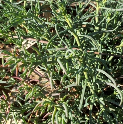 Enchylaena tomentosa (Ruby Saltbush) at Mutawintji, NSW - 26 Jun 2024 by Tapirlord