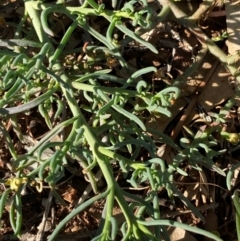 Enchylaena tomentosa at Mutawintji, NSW - 27 Jun 2024