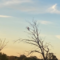 Lophochroa leadbeateri (Pink Cockatoo) at Mutawintji, NSW - 26 Jun 2024 by Tapirlord