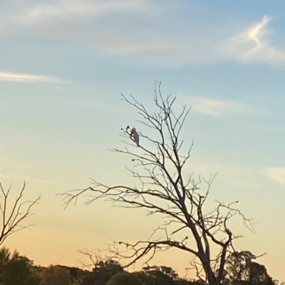 Lophochroa leadbeateri leadbeateri (Pink Cockatoo) at Mutawintji, NSW - 26 Jun 2024 by Tapirlord