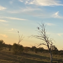 Lophochroa leadbeateri leadbeateri at Mutawintji, NSW - suppressed