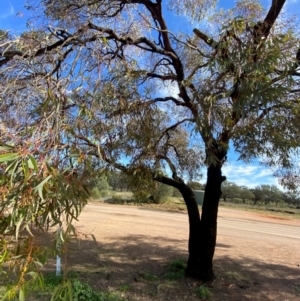 Eucalyptus torquata at Wilcannia, NSW - 26 Jun 2024