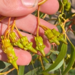 Eucalyptus torquata at Wilcannia, NSW - 26 Jun 2024