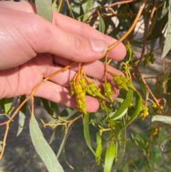 Eucalyptus torquata at Wilcannia, NSW - 26 Jun 2024