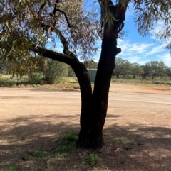 Eucalyptus torquata at Wilcannia, NSW - 26 Jun 2024