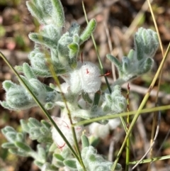 Dissocarpus paradoxus (Cannonball Burr) at Wilcannia, NSW - 26 Jun 2024 by Tapirlord