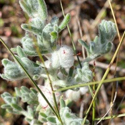 Dissocarpus paradoxus (Cannonball Burr) at Wilcannia, NSW - 26 Jun 2024 by Tapirlord