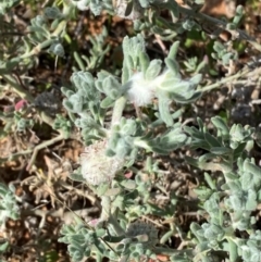 Dissocarpus paradoxus at Wilcannia, NSW - 26 Jun 2024 12:12 PM