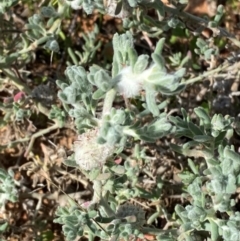 Dissocarpus paradoxus at Wilcannia, NSW - 26 Jun 2024