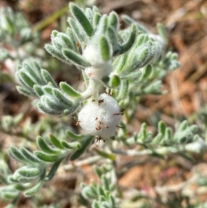 Dissocarpus paradoxus at Wilcannia, NSW - 26 Jun 2024