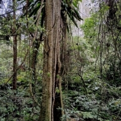 Dendrocnide excelsa (Stinging Tree) at Kianga, NSW - 14 Aug 2024 by Teresa