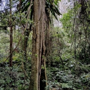 Dendrocnide excelsa at Kianga, NSW - 15 Aug 2024