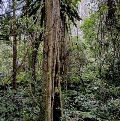 Dendrocnide excelsa (Stinging Tree) at Kianga, NSW - 15 Aug 2024 by Teresa