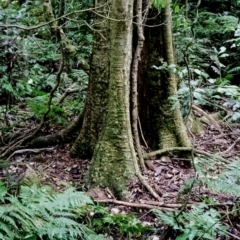 Dendrocnide excelsa at Kianga, NSW - 15 Aug 2024