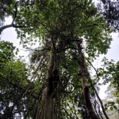 Dendrocnide excelsa at Kianga, NSW - 15 Aug 2024