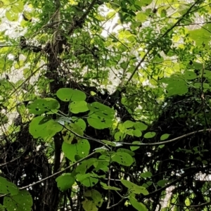 Dendrocnide excelsa at Kianga, NSW - 15 Aug 2024