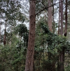 Eucalyptus paniculata at Kianga, NSW - 15 Aug 2024 by Teresa