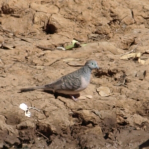 Geopelia placida at Rankins Springs, NSW - 29 Sep 2018 10:00 AM