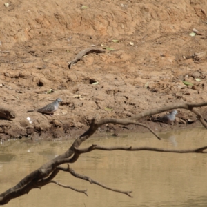 Geopelia placida at Rankins Springs, NSW - 29 Sep 2018 10:00 AM