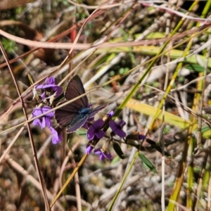 Erina sp. (genus) at Paddys River, ACT - 15 Aug 2024