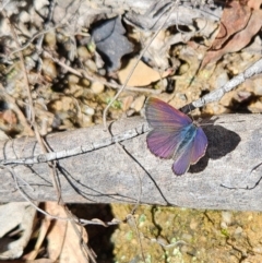 Erina sp. (genus) at Paddys River, ACT - 15 Aug 2024