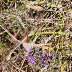 Erina sp. (genus) at Paddys River, ACT - 15 Aug 2024