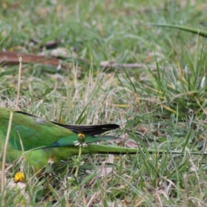 Polytelis swainsonii at Wanniassa, ACT - 16 Aug 2024