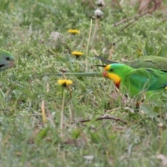 Polytelis swainsonii at Wanniassa, ACT - 16 Aug 2024