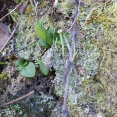 Pterostylis nutans (Nodding Greenhood) at Paddys River, ACT - 15 Aug 2024 by BethanyDunne