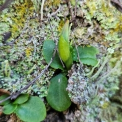 Pterostylis nutans at Paddys River, ACT - 15 Aug 2024